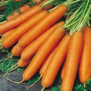 fresh carrots