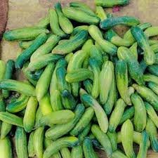 fresh green cucumber