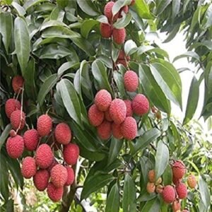 fresh litchi