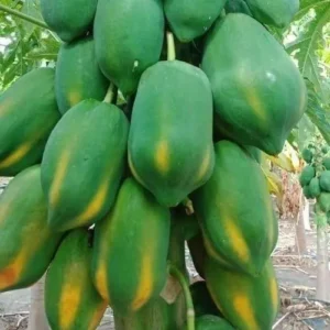 fresh green papaya