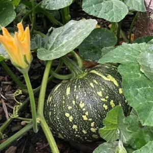 fresh pumpkin