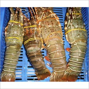 Lobster