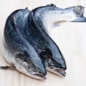 salmon fish