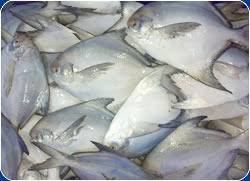 pomfret